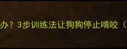 拉布拉多幼犬咬人怎么办3步训练法让狗狗停止啃咬附家长必看防咬指南