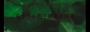 几个月小狗干呕怎么回事