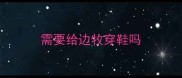 需要给边牧穿鞋吗