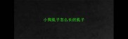 小狗虱子怎么长的虱子