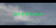 猫咪便便带血粘液