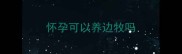 怀孕可以养边牧吗