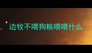 边牧不喂狗粮喂喂什么