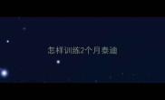 怎样训练2个月泰迪