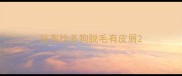 拉布拉多狗脱毛有皮屑