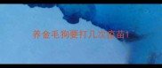 养金毛狗要打几次疫苗