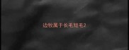 边牧属于长毛短毛