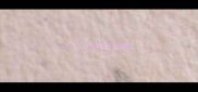 7个月小狗怎么喂