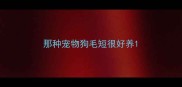 那种宠物狗毛短很好养