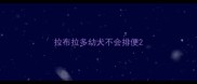 拉布拉多幼犬不会排便