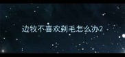 边牧不喜欢剃毛怎么办