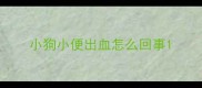 小狗小便出血怎么回事