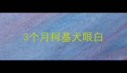3个月柯基犬眼白