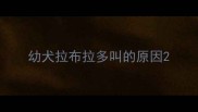 幼犬拉布拉多叫的原因