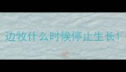 边牧什么时候停止生长