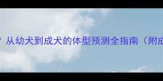 哈士奇能长多大从幼犬到成犬的体型预测全指南附成长阶段对照表
