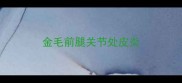 金毛前腿关节处皮炎