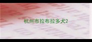 杭州市拉布拉多犬