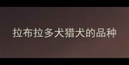 拉布拉多犬猎犬的品种