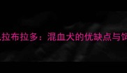 布列塔尼拉布拉多混血犬的优缺点与饲养指南