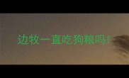 边牧一直吃狗粮吗