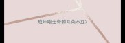成年哈士奇的耳朵不立
