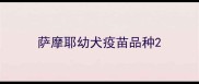 萨摩耶幼犬疫苗品种