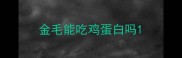 金毛能吃鸡蛋白吗