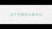 五个月狗舌头有点白