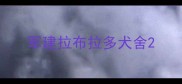 军建拉布拉多犬舍