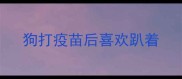 狗打疫苗后喜欢趴着