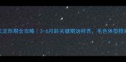 昆明犬定形期全攻略3-6月龄关键期这样养毛色体型稳如老狗