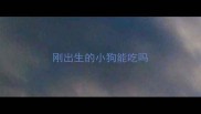 刚出生的小狗能吃吗