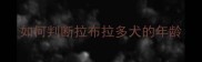 如何判断拉布拉多犬的年龄