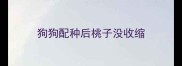 狗狗配种后桃子没收缩