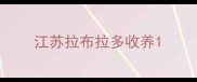 江苏拉布拉多收养