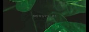 狗疫苗多少钱一钱