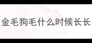 金毛狗毛什么时候长长