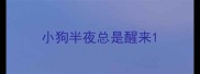 小狗半夜总是醒来