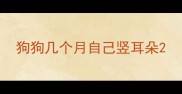 狗狗几个月自己竖耳朵