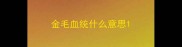 金毛血统什么意思