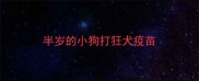 半岁的小狗打狂犬疫苗
