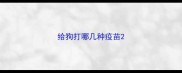 给狗打哪几种疫苗