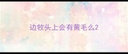 边牧头上会有黄毛么