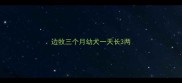 边牧三个月幼犬一天长3两