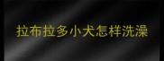 拉布拉多小犬怎样洗澡
