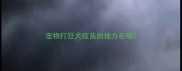 宠物打狂犬疫苗的地方在哪