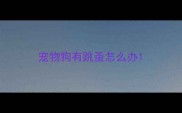 宠物狗有跳蚤怎么办