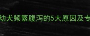 一个半月大幼犬频繁腹泻的5大原因及专业应对指南