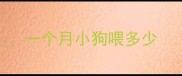 一个月小狗喂多少